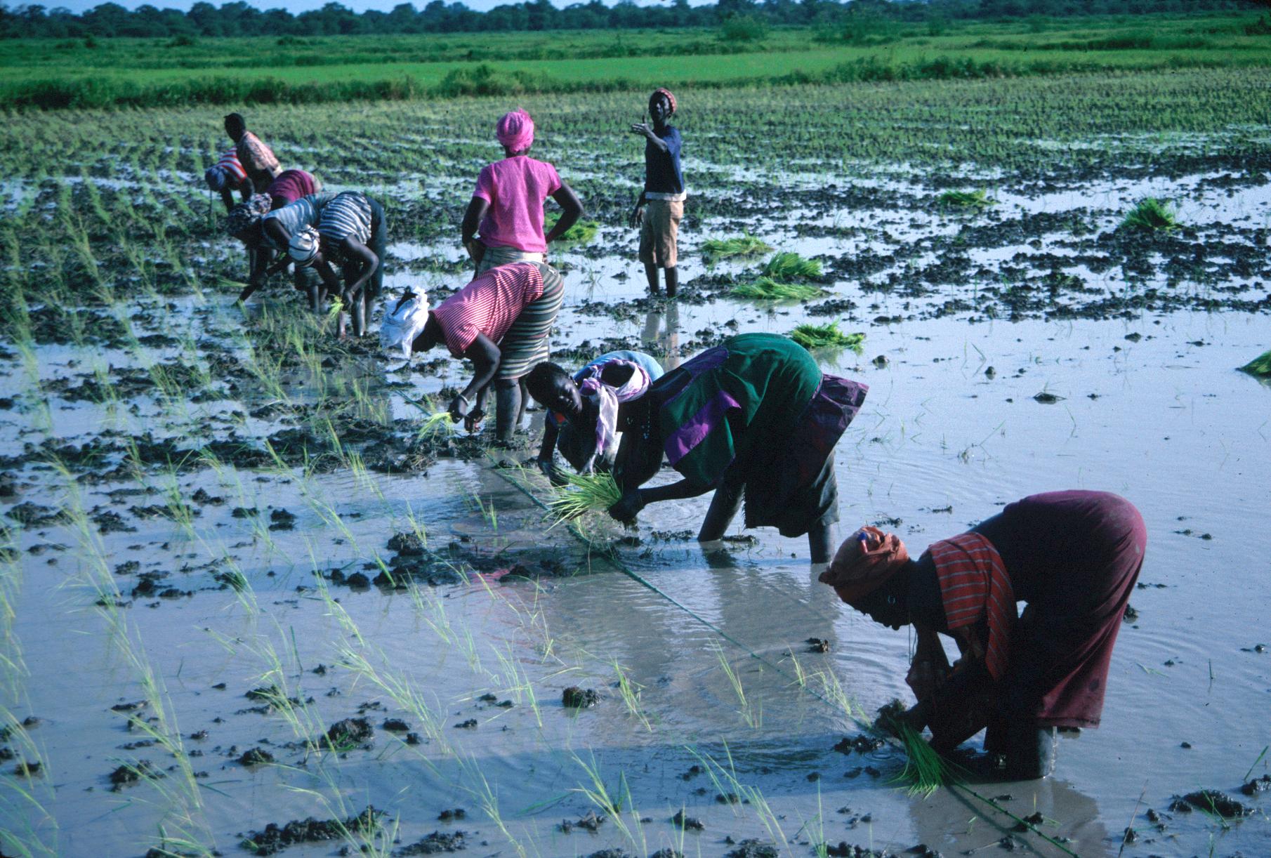 Transplanting Rice in the Jahally/Pacharr Project