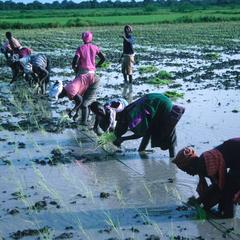 Transplanting Rice in the Jahally/Pacharr Project