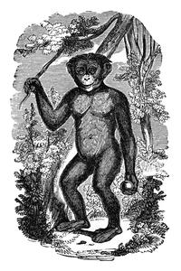 Standing Bonobo Print