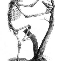 Skeleton of the Orang-Utan