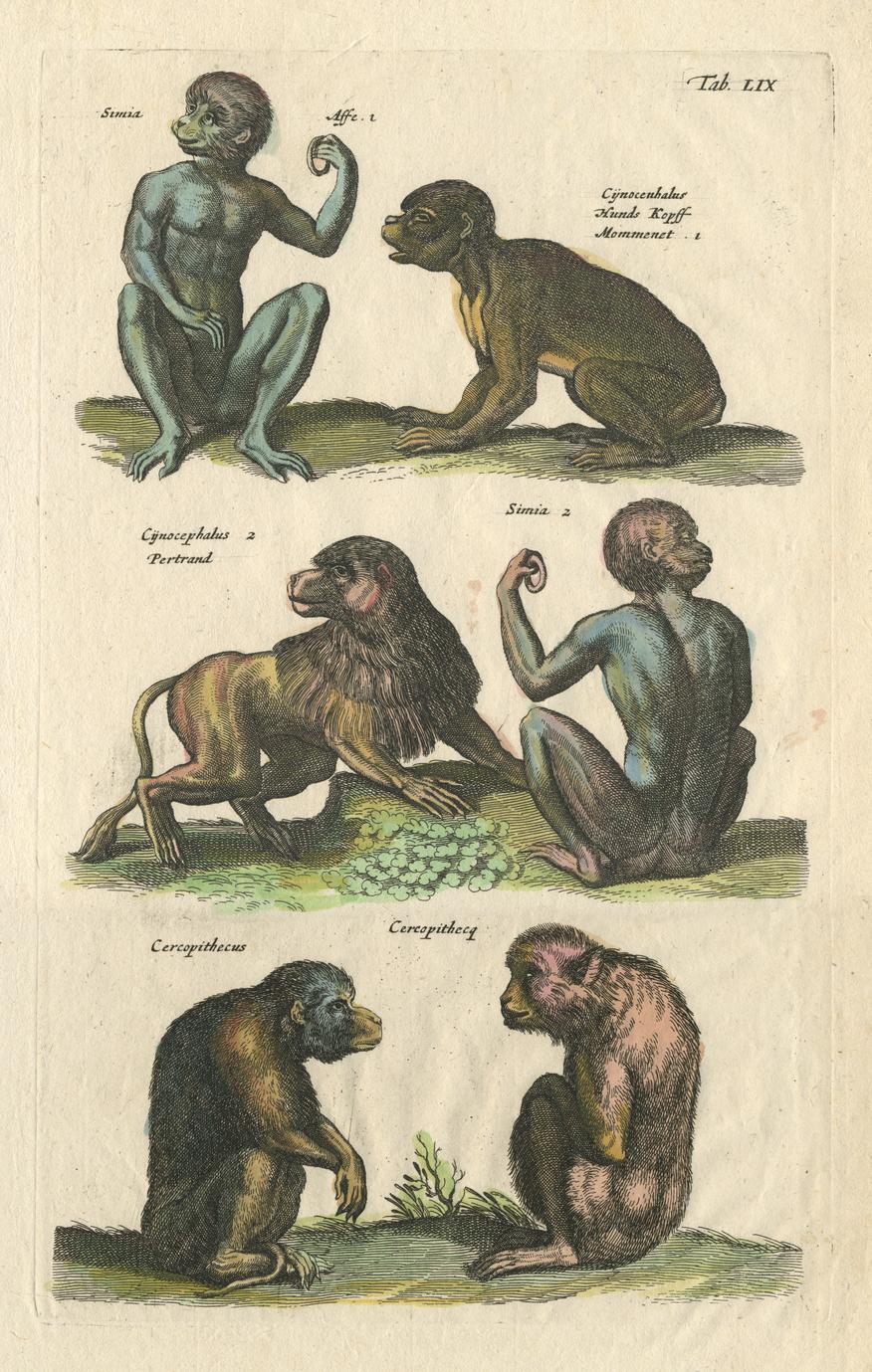 Old World Monkeys: Cercopithecidae
