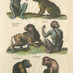 [Old World Monkeys Print]