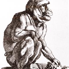 Seated Baboon Drawing
