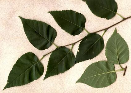 Pinnately veined leaves of paper birch