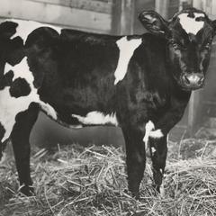 Transplanted calf