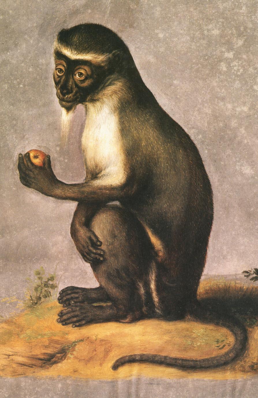 Diana monkey