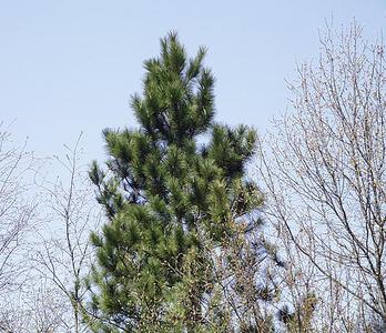 Red pine tree