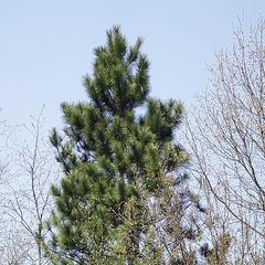 Red pine tree