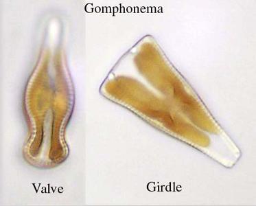 Valve and girdle views of Gomphonema, a pennate diatom