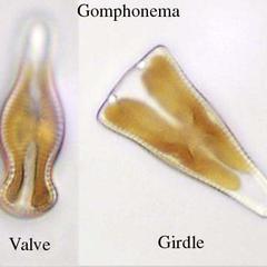 Valve and girdle views of Gomphonema, a pennate diatom