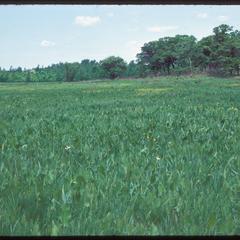 View of Henry Greene Prairie, University of Wisconsin Arboretum