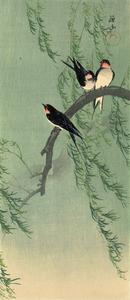 Swallows in Willow Tree