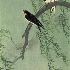 Swallows in Willow Tree