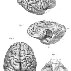 Chimpanzee Brain Print