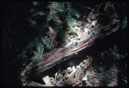 Chlorosplenium aeruginascens, fruiting bodies on a log
