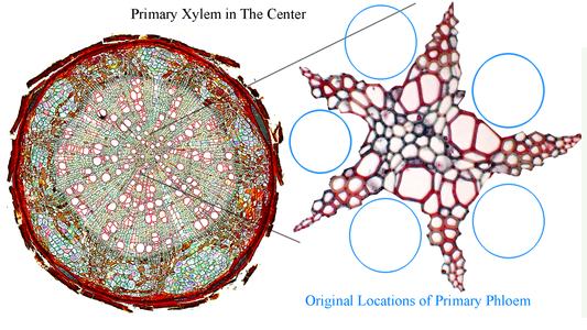 Composite of whole root and pentarch core of primary xylem in a Tilia