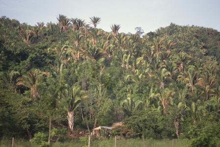 Scheelea palms, east of La Ceiba