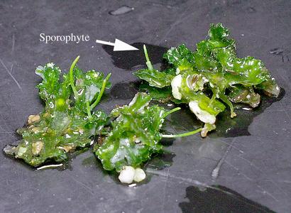 Gametophytes with sporophytes of a hornwort