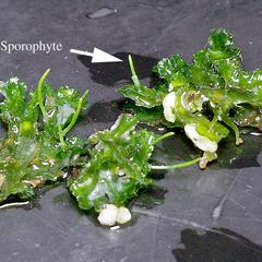Gametophytes with sporophytes of a hornwort