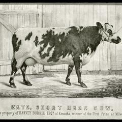 "Kate", short horn cow owned by Harvey Durkee