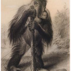 Standing Orangutan Print