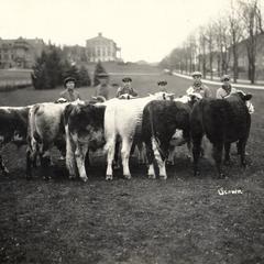 Young men with cows