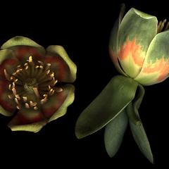 Liriodendron tulipfera flowers