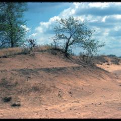 View of dune and blow out, Blue River State Scientific Area