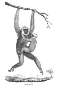 Gibbon entelloïde