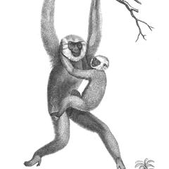 Gibbon entelloïde