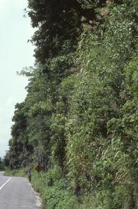 Dripping cliff with teosinte, west of Teloloapan