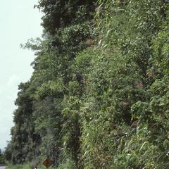 Dripping cliff with teosinte, west of Teloloapan