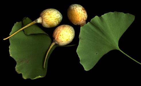 Leaves and seeds of Ginkgo