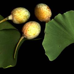 Leaves and seeds of Ginkgo
