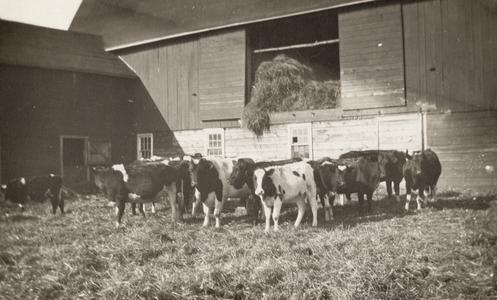 Cows on the Anton Brost farm