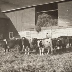 Cows on the Anton Brost farm
