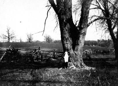 Child standing by tree in field
