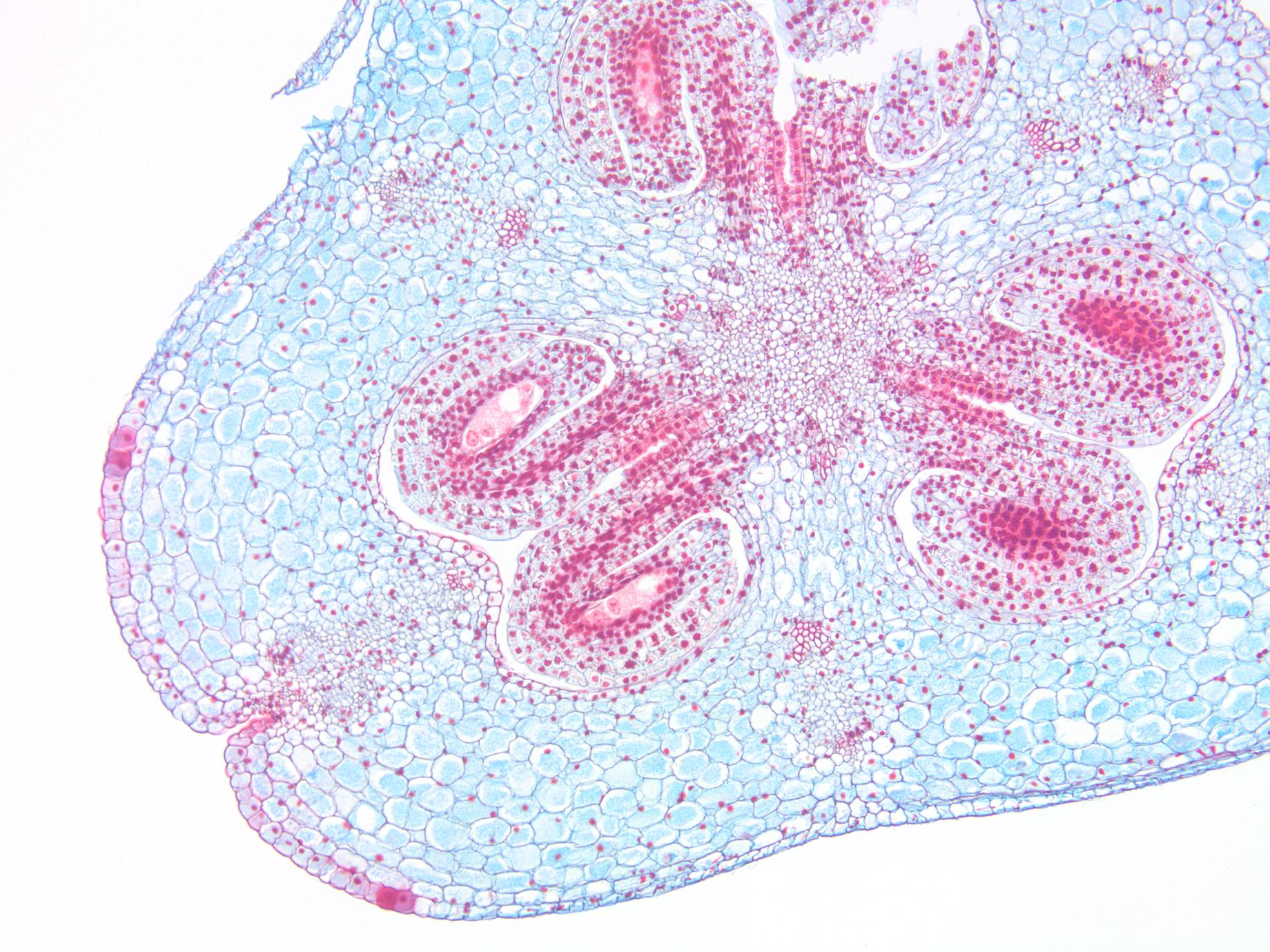 plant ovary microscope