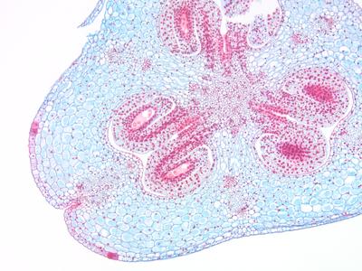 Lilium - cross section of ovary - view of a carpel with ovules containing second stage 4-nucleated embryo sacs