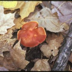 Orange waxy cap fungus, Hygrophorus, with maple leaves
