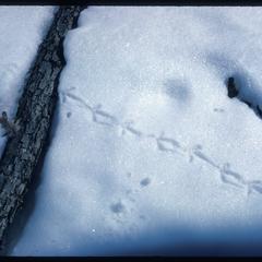 Grouse tracks in the snow, Ridgeland