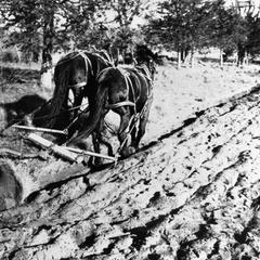 Russell Van Hoosen's horse-drawn plow