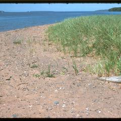 Beach with Ammophila breviligulata, Oak Island, Apostle Islands National Lakeshore