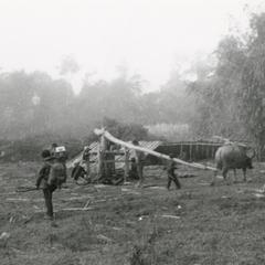 A sugar cane press in use near Muang Meung in Houa Khong Province