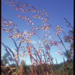 Indian grass in bloom at Greene Prairie, University of Wisconsin–Madison Arboretum