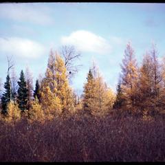 Tamarack and spruce trees in fall, northern Wisconsin