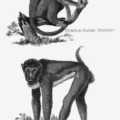 The Purple-Faced Monkey and the Brown Baboon.