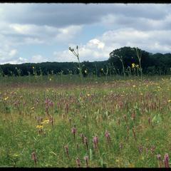 Greene Prairie with Liatris in bloom