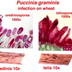 Composite of wheat rust Infection on wheat : Uredinia and urediniospores; and telia and teliospores