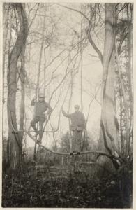 Turkey hunting, Aldo and Carl on tree branch, Current River Valley, late 1926